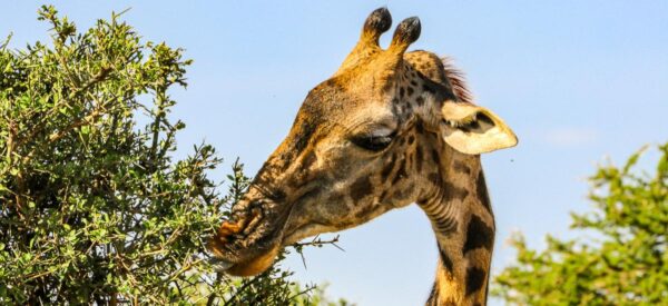 Giraffen-Malzeit