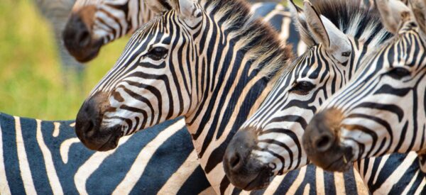 Rundreise in Kleingruppe Afrika Tansania 2025 / 2026 | Erlebnisrundreisen.de