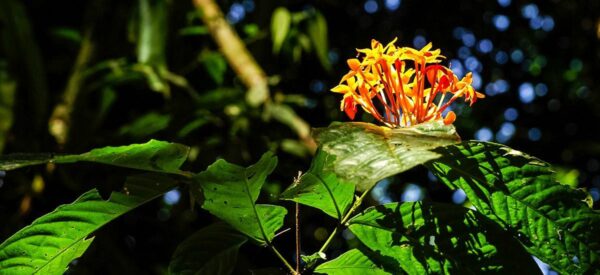 Blüte im Regenwald