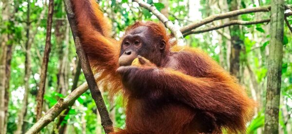 Im Sepilok Orangutan Rehabilitation Centre
