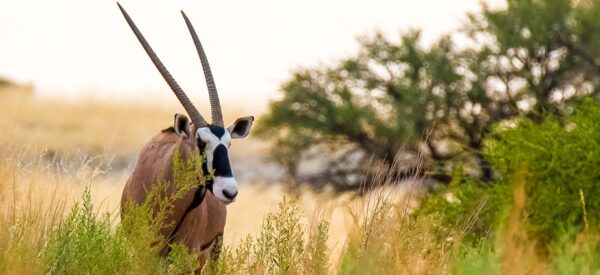 16 Tage Erlebnisreise Botswana, Namibia und Simbabwe 2025 / 2026  | Erlebnisrundreisen.de