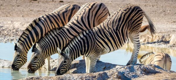 Kleingruppenreise Botswana, Namibia & Simbabwe 2025 / 2026 | Erlebnisrundreisen.de