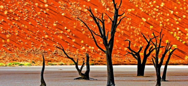 Abgestorbene Bäume im Dead Vlei