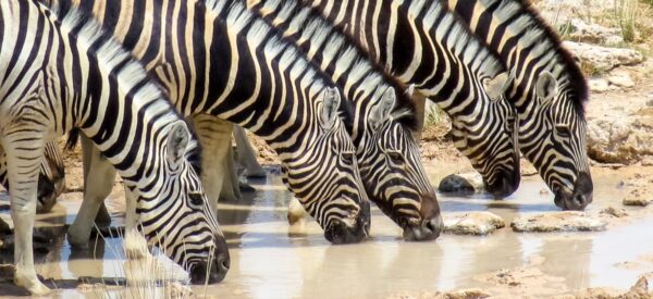 16 Tage Erlebnisreise Afrika Namibia 2025 / 2026 | Erlebnisrundreisen.de