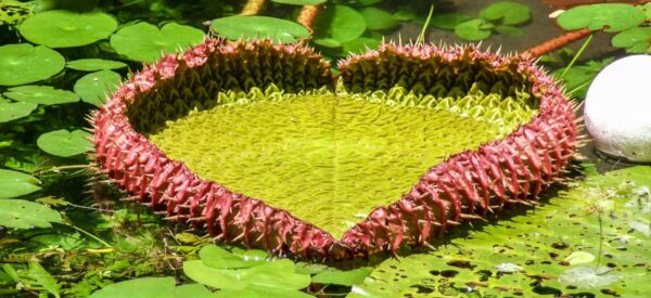 Blatt der riesigen Amazonas-Seerose