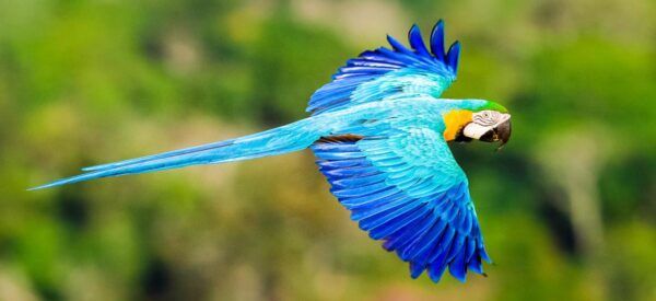 Fliegender Ara im Regenwald
