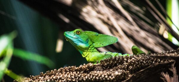 Ein Basilisk im Tortuguero Nationalpark