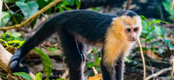 Rundreise in Kleingruppe Amerika Costa Rica 2025 / 2026 | Erlebnisrundreisen.de
