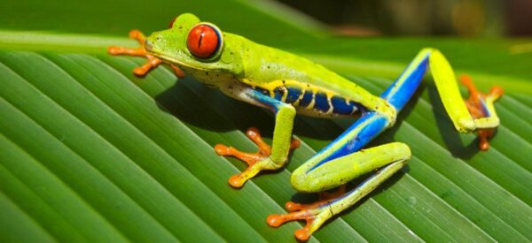Rotaugenlaubfrosch
