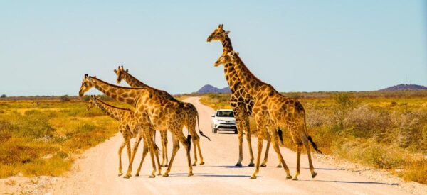 Familienwanderung im Etosha Nationalpark