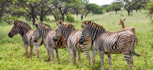 Kleingruppenreise Südafrika & Eswatini 2025 / 2026 | Erlebnisrundreisen.de