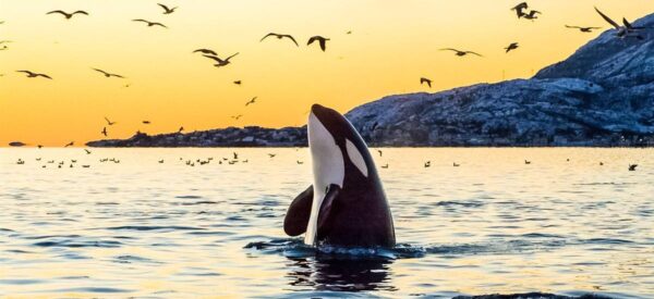 Orca