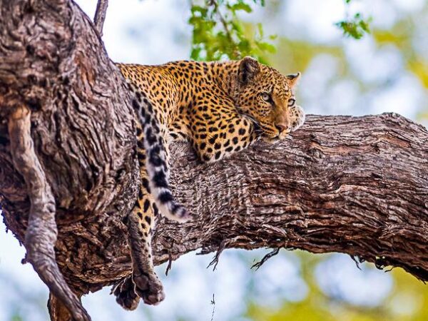 18 Tage Erlebnisreise Botswana, Südafrika & Simbabwe 2025 / 2026  | Erlebnisrundreisen.de