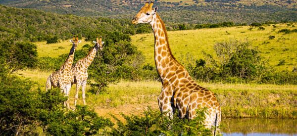 Kleingruppenreise Botswana, Südafrika & Simbabwe 2025 / 2026 | Erlebnisrundreisen.de