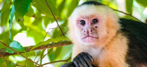 18 Tage Erlebnisreise Costa Rica, Panama und Nicaragua 2025 / 2026  | Erlebnisrundreisen.de