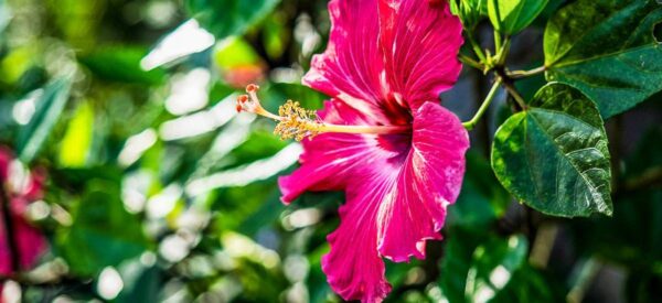 Blüte - Bocas del Toro