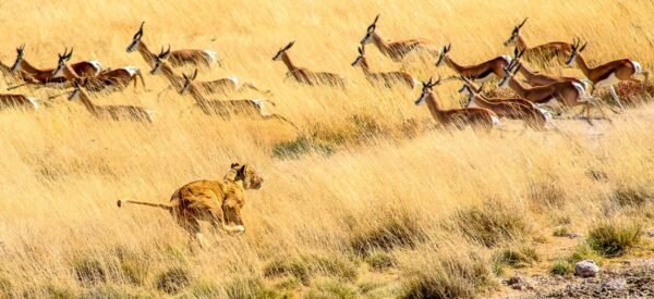 Jagd im Etosha