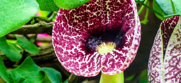 Orchideen in Xico
