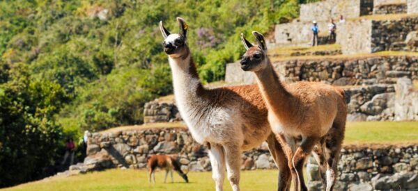 Lamas auf den Terrassen von Machu Picchu