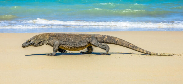 Komodowaran