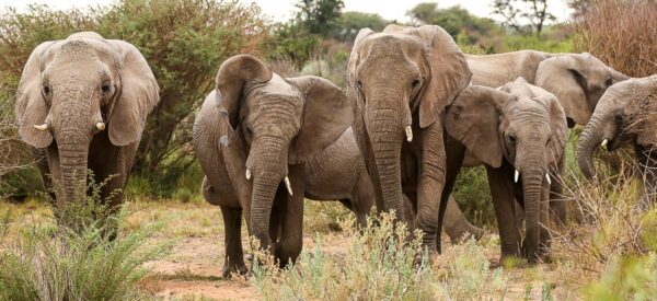 Kleingruppenreise Botswana, Namibia & Simbabwe 2025 / 2026 | Erlebnisrundreisen.de