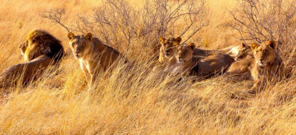 21-Tage-Erlebnisreise_2025-2026-Afrika-Botswana-Namibia-Simbabwe-NASAM-16