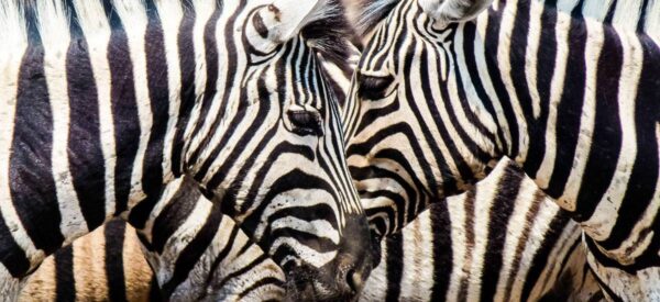 Erlebnisreisen Afrika Kleingruppenreise | Erlebnisrundreisen.de