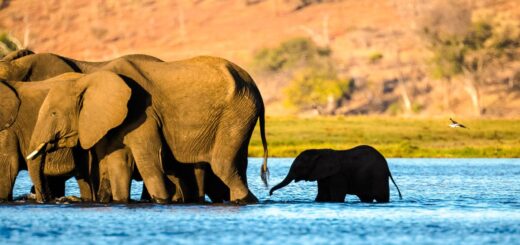 Rundreise Botswana, Namibia und Simbabwe 2025 / 2026 | Erlebnisrundreisen.de