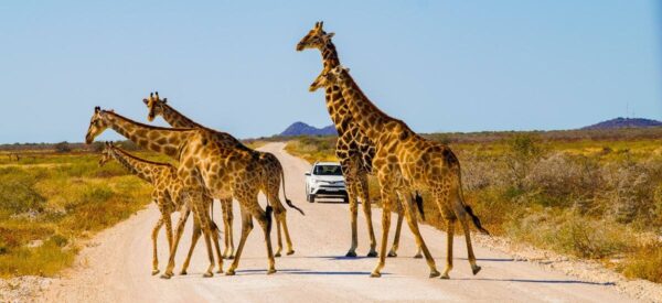 Rundreise in Kleingruppe Afrika Botswana, Namibia & Simbabwe 2025 / 2026 | Erlebnisrundreisen.de