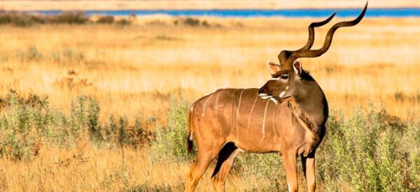 21 Tage Erlebnisreise Namibia, Botswana, Simbabwe und Südafrika 2025 / 2026  | Erlebnisrundreisen.de