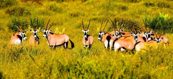 Oryx Antilopen