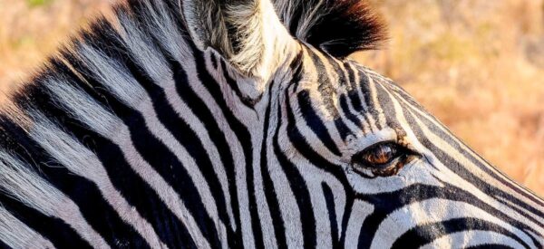 Zebra ganz nah