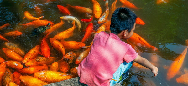 Fische im Yu Yuan Garten