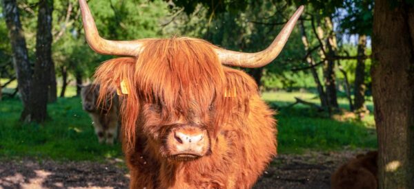 Zotteliges Highland Rind