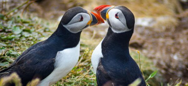 Papageientaucher auf der Insel Staffa