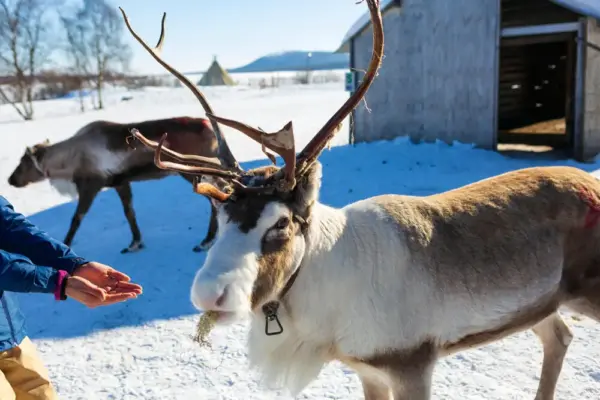 Im Land der Sámi und der Rentiere - Claudio Quacquarelli - © Claudio Quacquarelli / Adobe.com - Erlebnisrundreisen.de