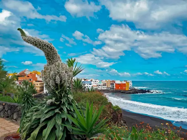 Natternkopf bei Puerto de la Cruz - Kerstin Lahmer - Erlebnisrundreisen.de