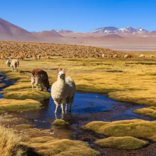 Altiplano - pwollinga - © pwollinga / Adobe.com - Erlebnisrundreisen.de