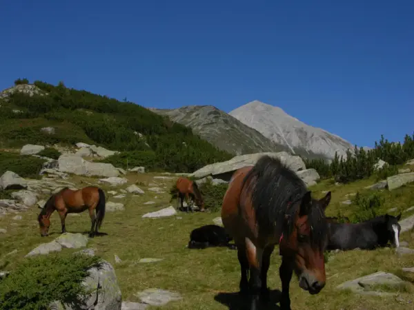 Wildpferde im Buderitza Tal - Kiril Petrov - Erlebnisrundreisen.de
