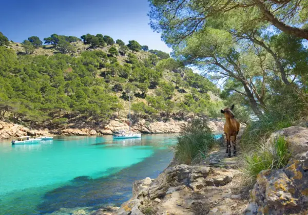Freche Ziege auf Mallorca - Susanne Kräckmann - Erlebnisrundreisen.de