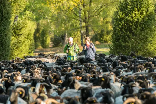 Wanderer mit Heidschnucken - Lüneburger Heide GmbH - © Lüneburger Heide GmbH - Erlebnisrundreisen.de
