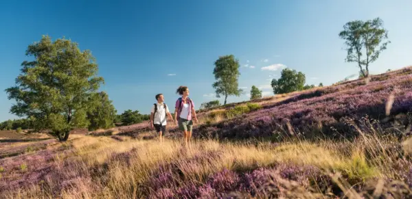 Wandern auf dem Heidschnuckenweg - Lüneburger Heide GmbH - © Lüneburger Heide GmbH - Erlebnisrundreisen.de