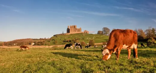 Rock of Cashel - Tourism Ireland - ©Fáilte Ireland/Tourism Ireland - Erlebnisrundreisen.de