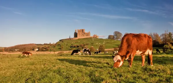 Rock of Cashel - Tourism Ireland - ©Fáilte Ireland/Tourism Ireland - Erlebnisrundreisen.de