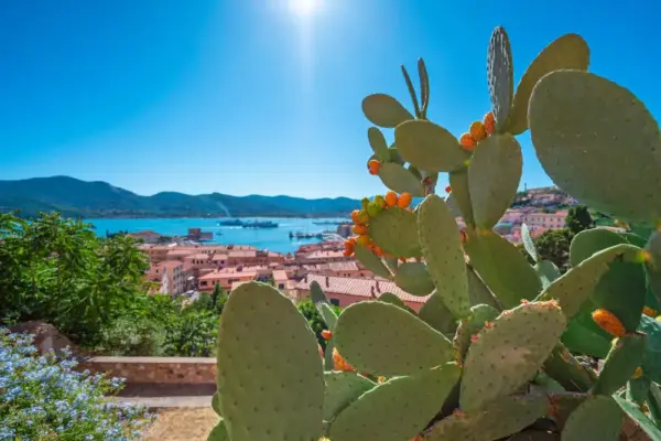 Kaktusfeige auf der Insel Elba - Manfred Rauscher - © Manfred Rauscher / Adobe.com - Erlebnisrundreisen.de