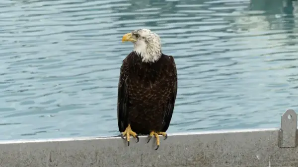 Weißkopfseeadler - Ralf Heyden - Erlebnisrundreisen.de
