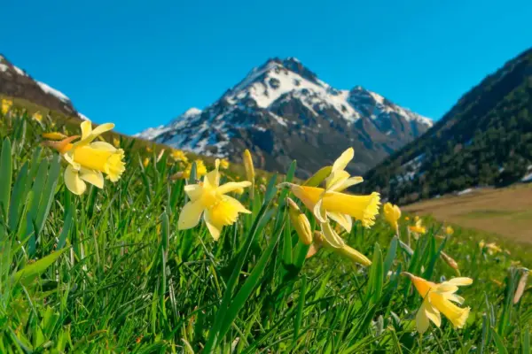 Narzissen im Vall d'Incles - Andorra Turisme