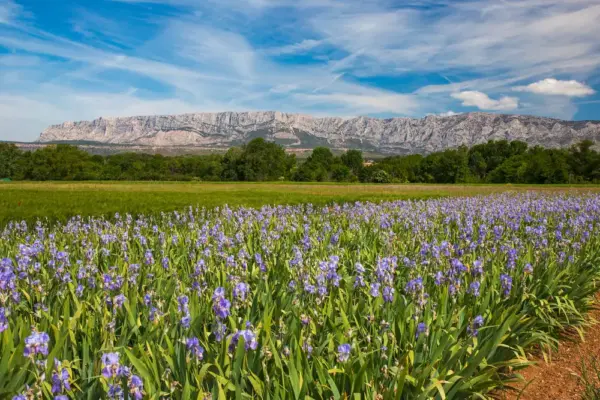 Montagne Sainte-Victoire - jefwod - jefwod /Adobe.com - Erlebnisrundreisen.de