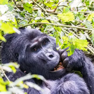 Gorillatrekking im Bwindi N - Christian Reinicke - Erlebnisrundreisen.de