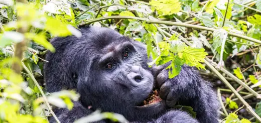 Gorillatrekking im Bwindi N - Christian Reinicke - Erlebnisrundreisen.de